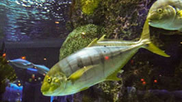 a fish at the aquarium restaurant in Nashville, TN